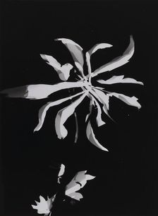 Flower photogram, 1926. Creator: Moholy-Nagy, Laszlo (1895-1946)