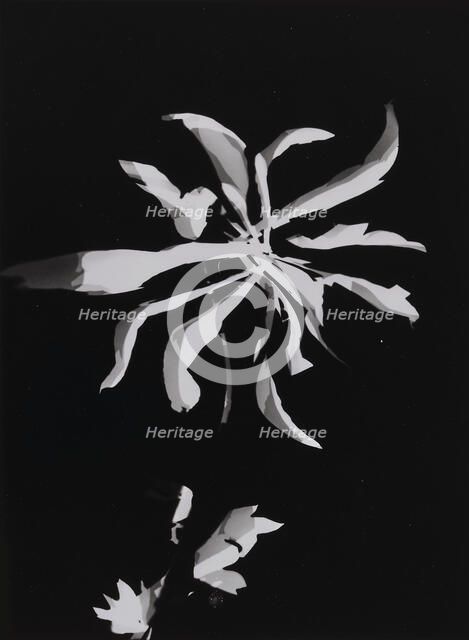 Flower photogram, 1926. Creator: Moholy-Nagy, Laszlo (1895-1946).