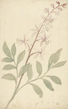 Flower study, 1677-1755. Creator: Elias van Nijmegen
