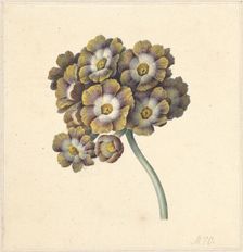 Flower study, 1790-1862. Creator: Maria Margrita van Os