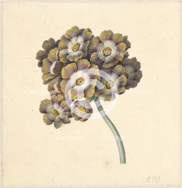 Flower study, 1790-1862. Creator: Maria Margrita van Os.