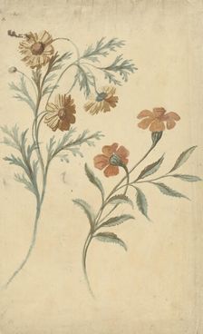 Flower study of a red and a brown flower, 1677-1755. Creator: Elias van Nijmegen