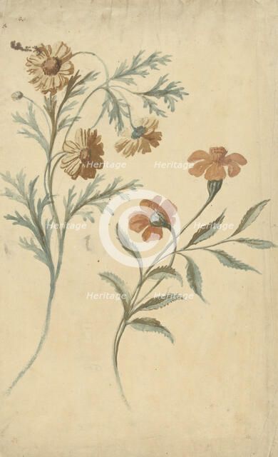 Flower study of a red and a brown flower, 1677-1755. Creator: Elias van Nijmegen.