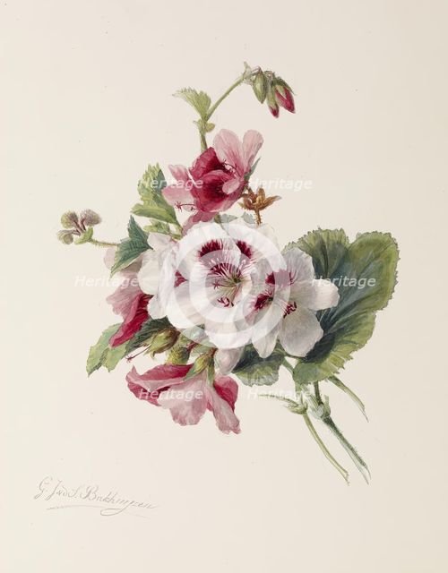 Flower Study, c1875. Creator: Gerardina Jacoba van de Sande Bakhuyzen.