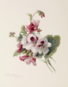 Flower Study, c1875. Creator: Gerardina Jacoba van de Sande Bakhuyzen