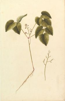 Flower Study, ca. 1820. Creator: Anon