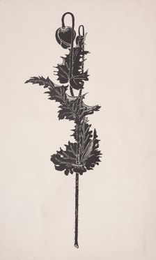 Flower Study. Creator: Harry Fenn (American, 1838/45-1911)