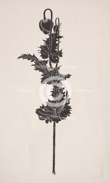 Flower Study. Creator: Harry Fenn (American, 1838/45-1911).