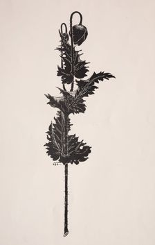 Flower Study. Creator: Harry Fenn (American, 1838/45-1911)