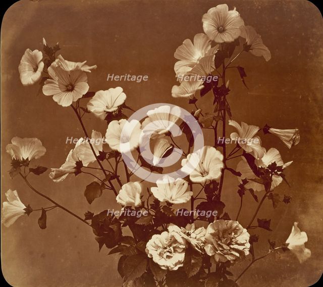 [Flower Study, Rose of Sharon], ca. 1854. Creator: Adolphe Braun.