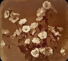 [Flower Study, Rose of Sharon], ca. 1854. Creator: Adolphe Braun