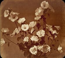 [Flower Study, Rose of Sharon], ca. 1854. Creator: Adolphe Braun