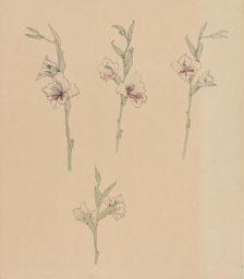 Flower studies, 1887-1924. Creator: Julie de Graag