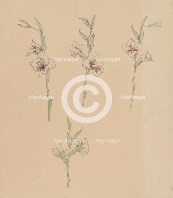 Flower studies, 1887-1924. Creator: Julie de Graag.