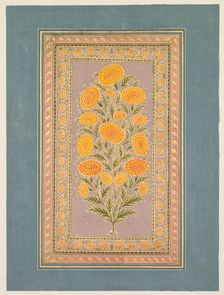 Flowering Marigold, c. 1765. Creator: Hunhar II (Indian, active mid-1700s), style of