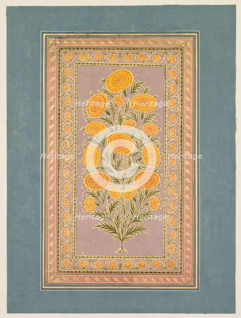 Flowering Marigold, c. 1765. Creator: Hunhar II (Indian, active mid-1700s), style of.