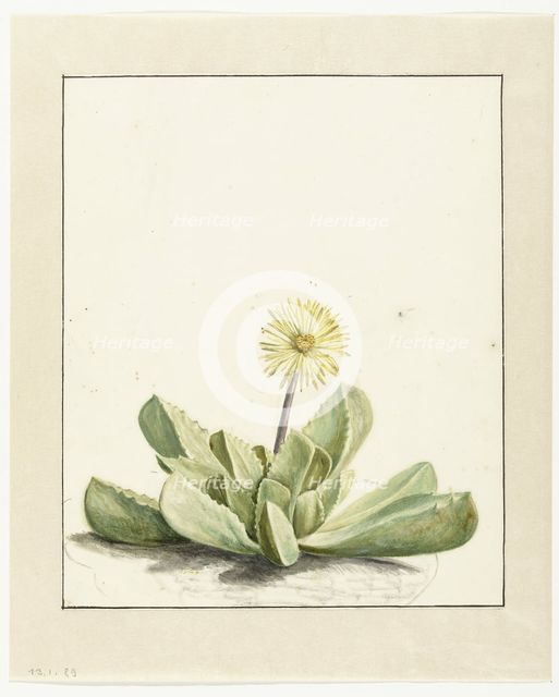 Flowering Mesembryanthemum, 1668-1729. Creator: Vincent Laurentz van der Vinne I.