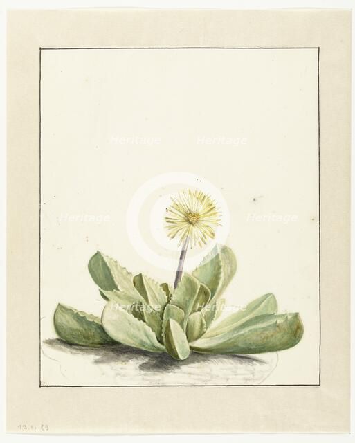 Flowering Mesembryanthemum, 1668-1729. Creator: Vincent Laurentz van der Vinne I.