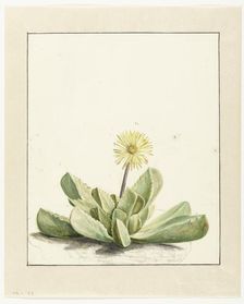 Flowering Mesembryanthemum, 1668-1729. Creator: Vincent Laurentz van der Vinne I