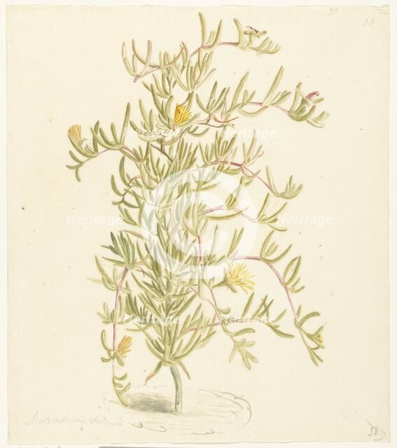Flowering Mesembryanthemum from the Aizoaceae family, 1668-1729. Creator: Vincent Laurentz van der Vinne I.