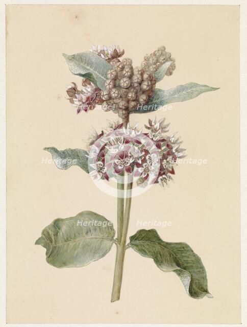 Flowering Asclepias Species, 1831-1900. Creator: Jan Jacob Goteling Vinnis.