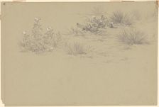 Flowering Bush and Desert Plants, 19th century. Creator: Unknown