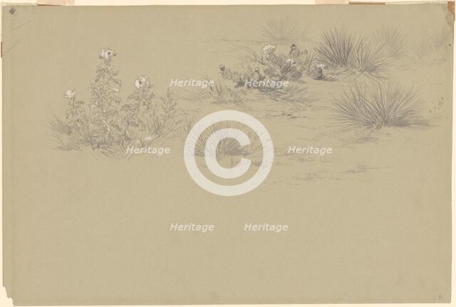 Flowering Bush and Desert Plants, 19th century. Creator: Unknown.