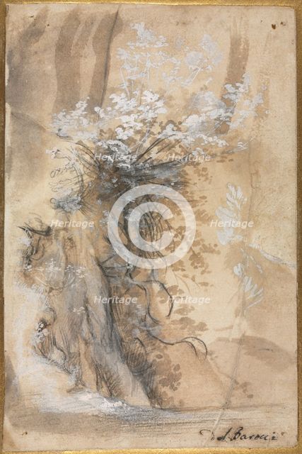 Flowering Bush above an Eroded Bank, 1565-1570. Creator: Federico Barocci (Italian, 1528-1612).
