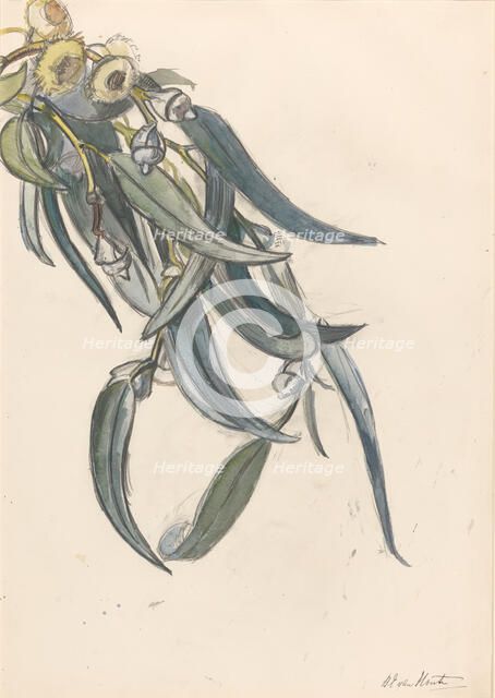 Flowering branch of a eucalyptus, 1872-1950. Creator: Barbara Elisabeth van Houten.