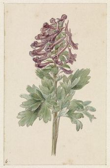 Flowering Corydalis Bulbosa, 1831-1900. Creator: Jan Jacob Goteling Vinnis