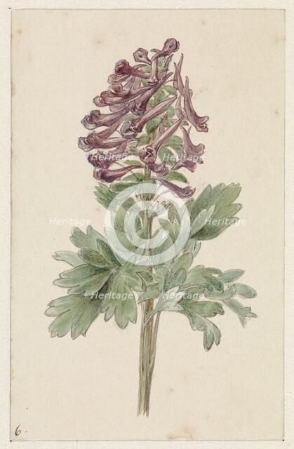 Flowering Corydalis Bulbosa, 1831-1900. Creator: Jan Jacob Goteling Vinnis.