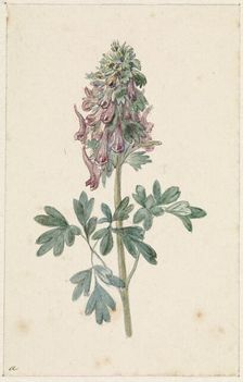 Flowering Corydalis Bulbosa, 1831-1900. Creator: Jan Jacob Goteling Vinnis