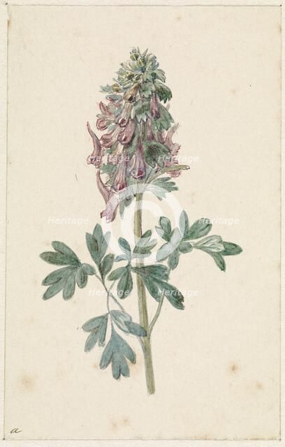 Flowering Corydalis Bulbosa, 1831-1900. Creator: Jan Jacob Goteling Vinnis.