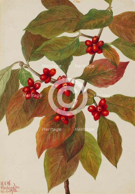 Flowering Dogwood (Cornus florida), 1926. Creator: Mary Vaux Walcott.