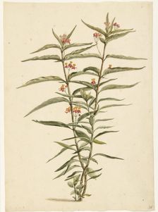 Flowering Frederiksbloem (Asclepias Curassavica), 1668-1729. Creator: Vincent Laurentz van der Vinne I