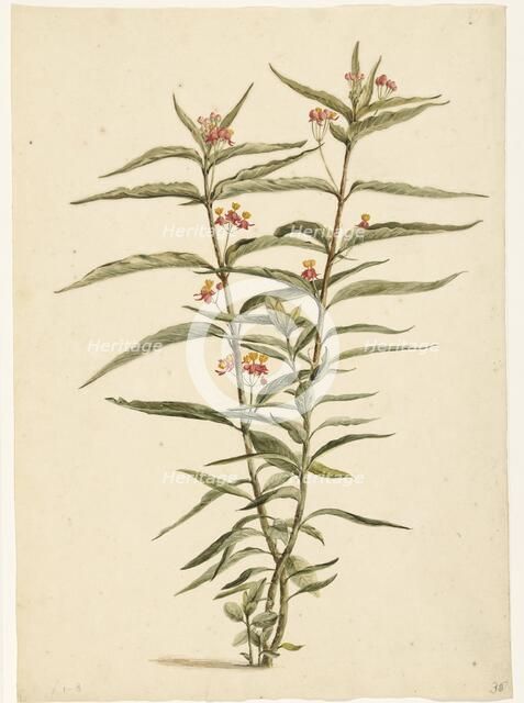 Flowering Frederiksbloem (Asclepias Curassavica), 1668-1729. Creator: Vincent Laurentz van der Vinne I.