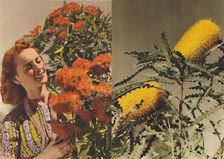 Flowering Gum and Banksia c1947. Creator: Unknown