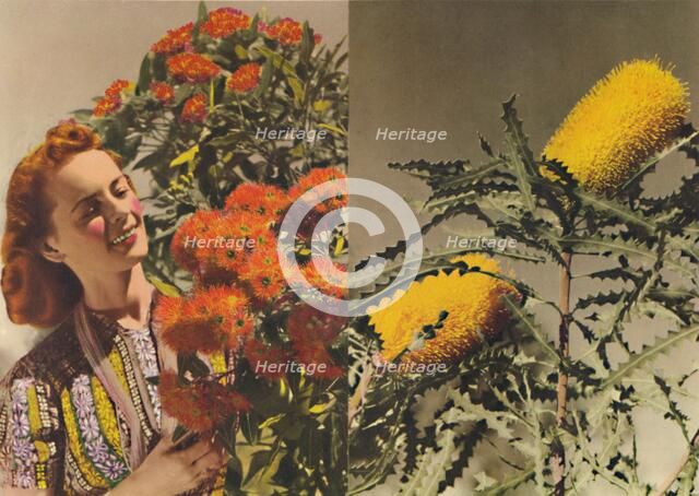 Flowering Gum and Banksia', c1947. Creator: Unknown.