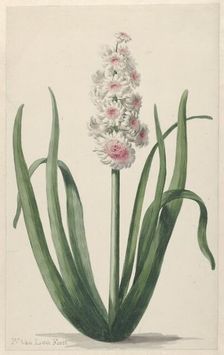 Flowering hyacinth, 1745-1784. Creator: Pieter van Loo