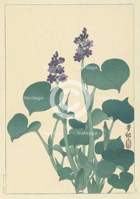 Flowering hosta. Creator: Ohara, Koson (1877-1945).