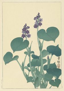 Flowering hosta. Creator: Ohara, Koson (1877-1945)
