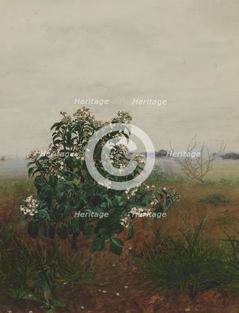 Flowering Laurustinus in front of a Landscape, 1864. Creator: Leon Bonvin.