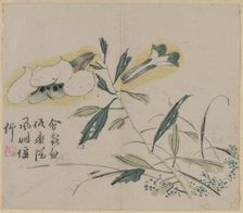 Flowering Lily, 18th Century. Creator: Unknown