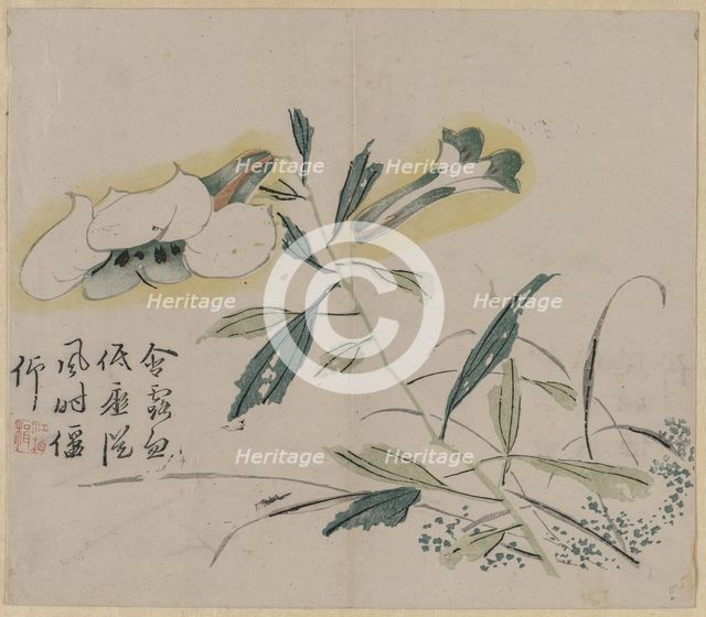 Flowering Lily, 18th Century. Creator: Unknown.