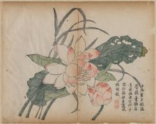 Flowering Lotus and Bud, 18th Century. Creator: Unknown