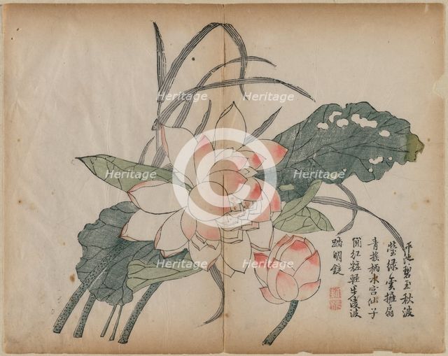 Flowering Lotus and Bud, 18th Century. Creator: Unknown.