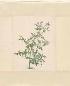 Flowering plant, 1748-1824. Creator: Jacob van Eynden