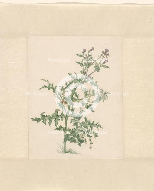 Flowering plant, 1748-1824. Creator: Jacob van Eynden.
