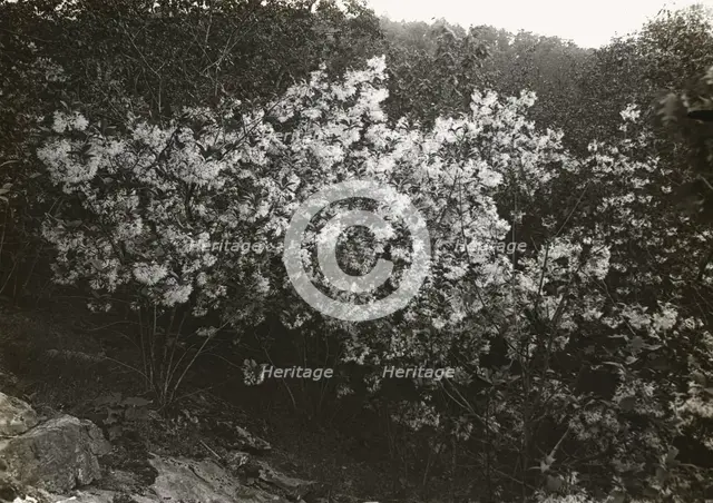 Flowering plant , between 1915 and 1935. Creator: Frances Benjamin Johnston.