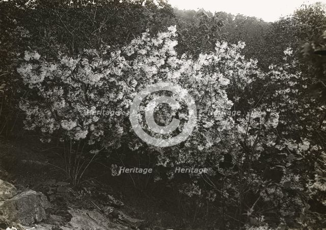 Flowering plant , between 1915 and 1935. Creator: Frances Benjamin Johnston.